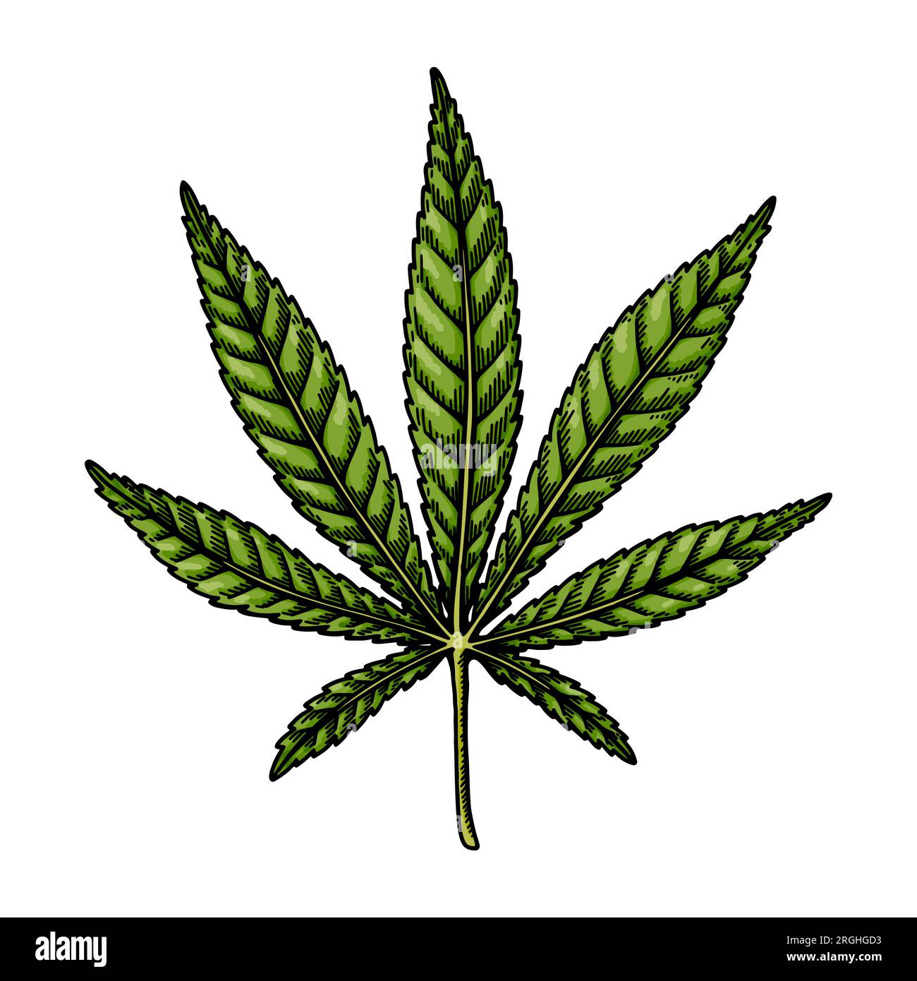 Schizzo di foglie ibride di cannabis. Disegno botanico sulla marijuana. Illustrazione vettoriale disegnata a mano. Illustrazione Vettoriale