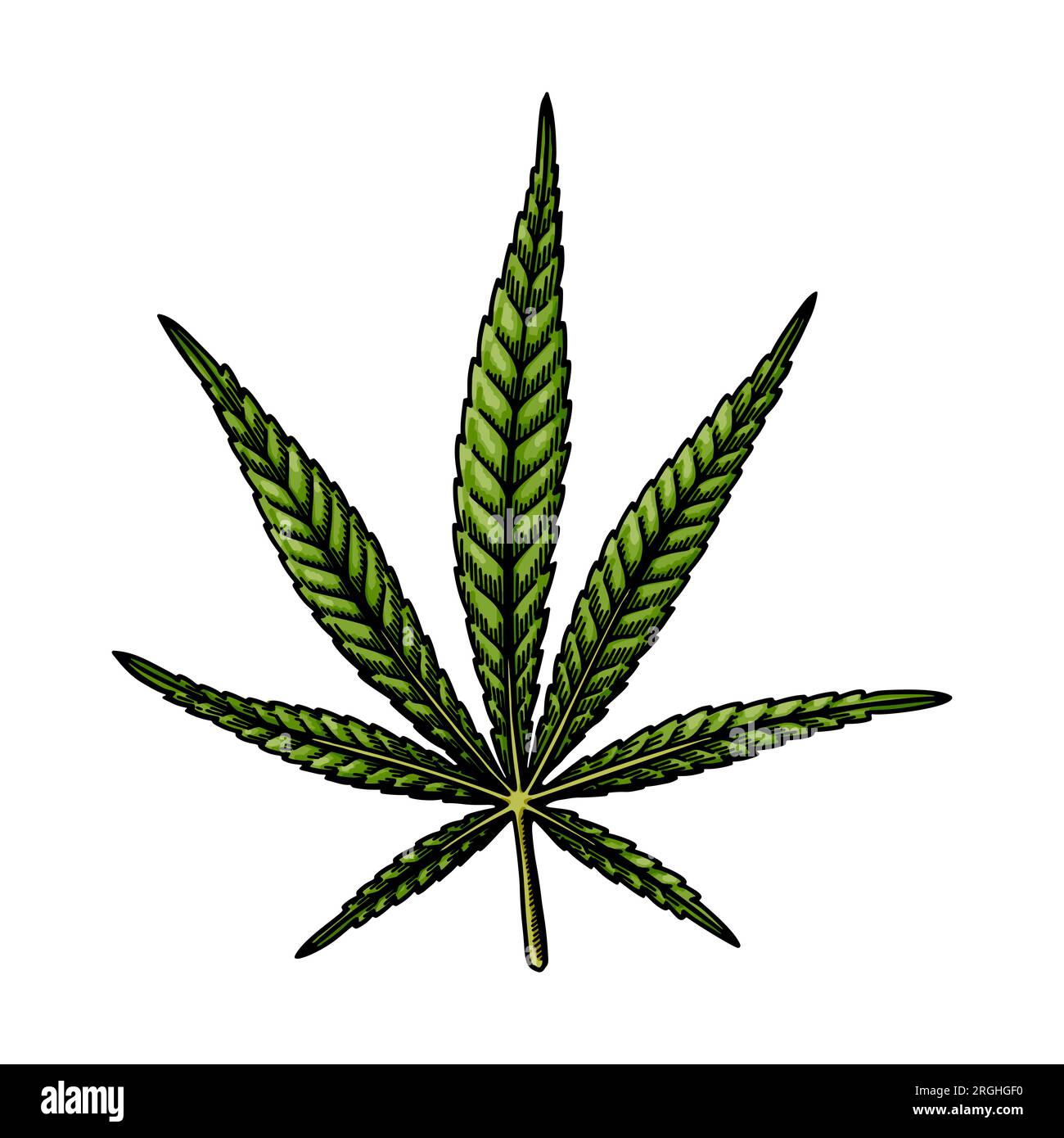 Bozzetto di foglie sativa di cannabis. Disegno botanico sulla marijuana. Illustrazione vettoriale disegnata a mano Illustrazione Vettoriale