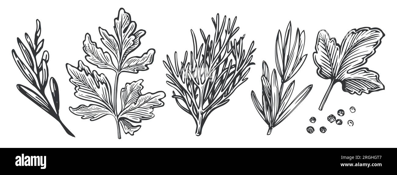 Prezzemolo, aneto, basilico, grani di pepe. Set di erbe da cucina. Spezie per cucinare. Disegnare l'illustrazione vettoriale vintage Illustrazione Vettoriale