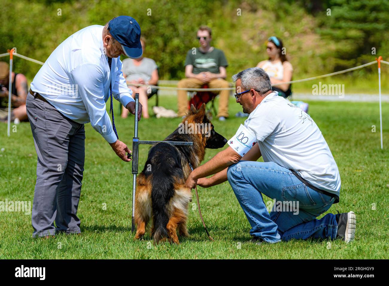 Saint John, NB, Canada - 6 agosto 2023: A Judge Measures a German Shepherd Championships and Sieger Show. Foto Stock