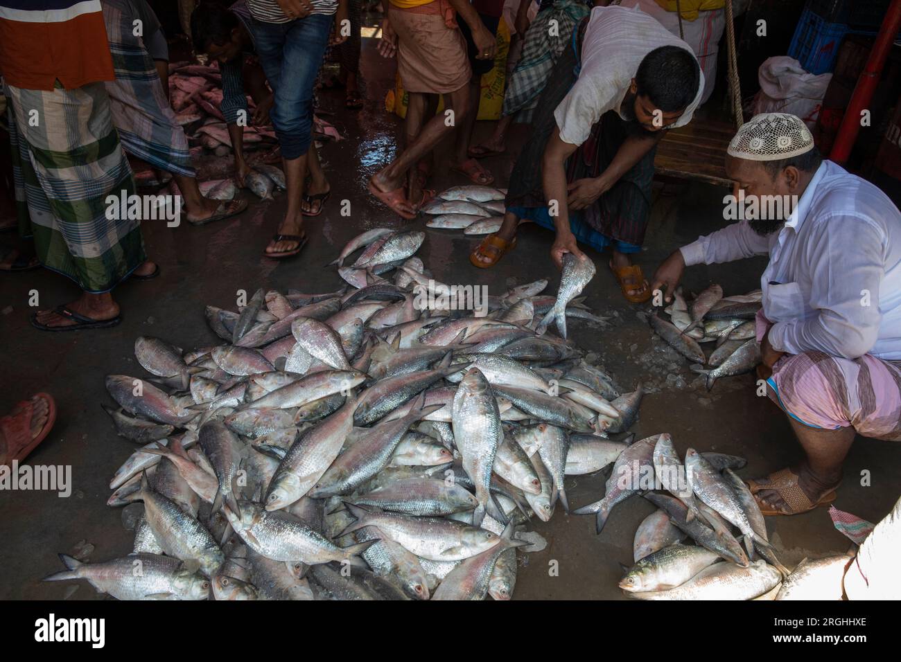 I pesci Hilsa vendono alla stazione di sbarco del pesce Alipur sulla riva del fiume Shibbaria. È il più grande centro di sbarco del pesce del sud Foto Stock