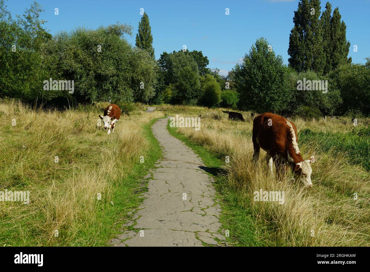 Mucche che pascolano in un giorno d'estate a Sheep's Green nella città di Cambridge, Regno Unito Foto Stock
