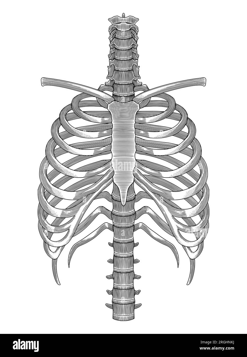 Gabbia di costole umane, disegno a mano illustrazione in stile vintage incisione Illustrazione Vettoriale