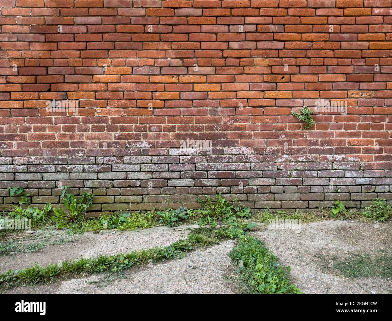 vecchio muro di mattoni ruvidi e marciapiede incrinato e inclinato con erbacce verdi Foto Stock