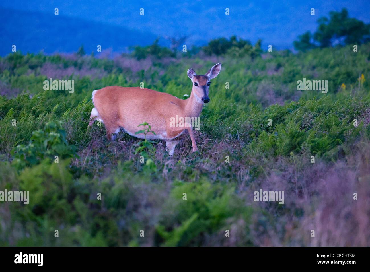 Cervo a Roan Mountain Foto Stock
