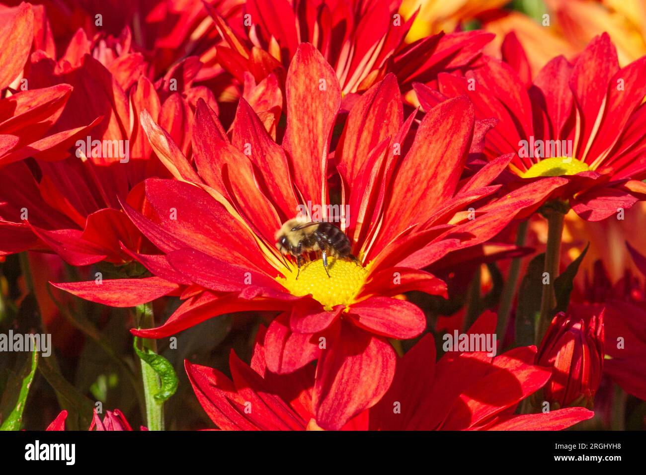 Fiori del crisantemo ai Callaway Gardens in Georgia. Foto Stock