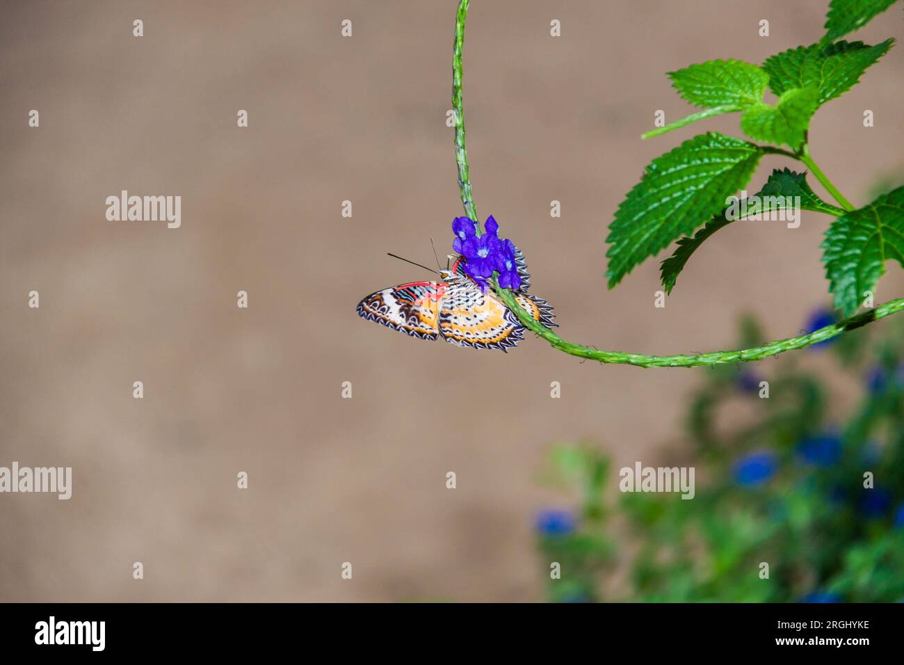Lacewing Butterfly, Cethosia biblis, on Porterweed, Stachytarpheta jamaicensis, at Callaway Gardens a Pine Mountain, Georgia. Foto Stock