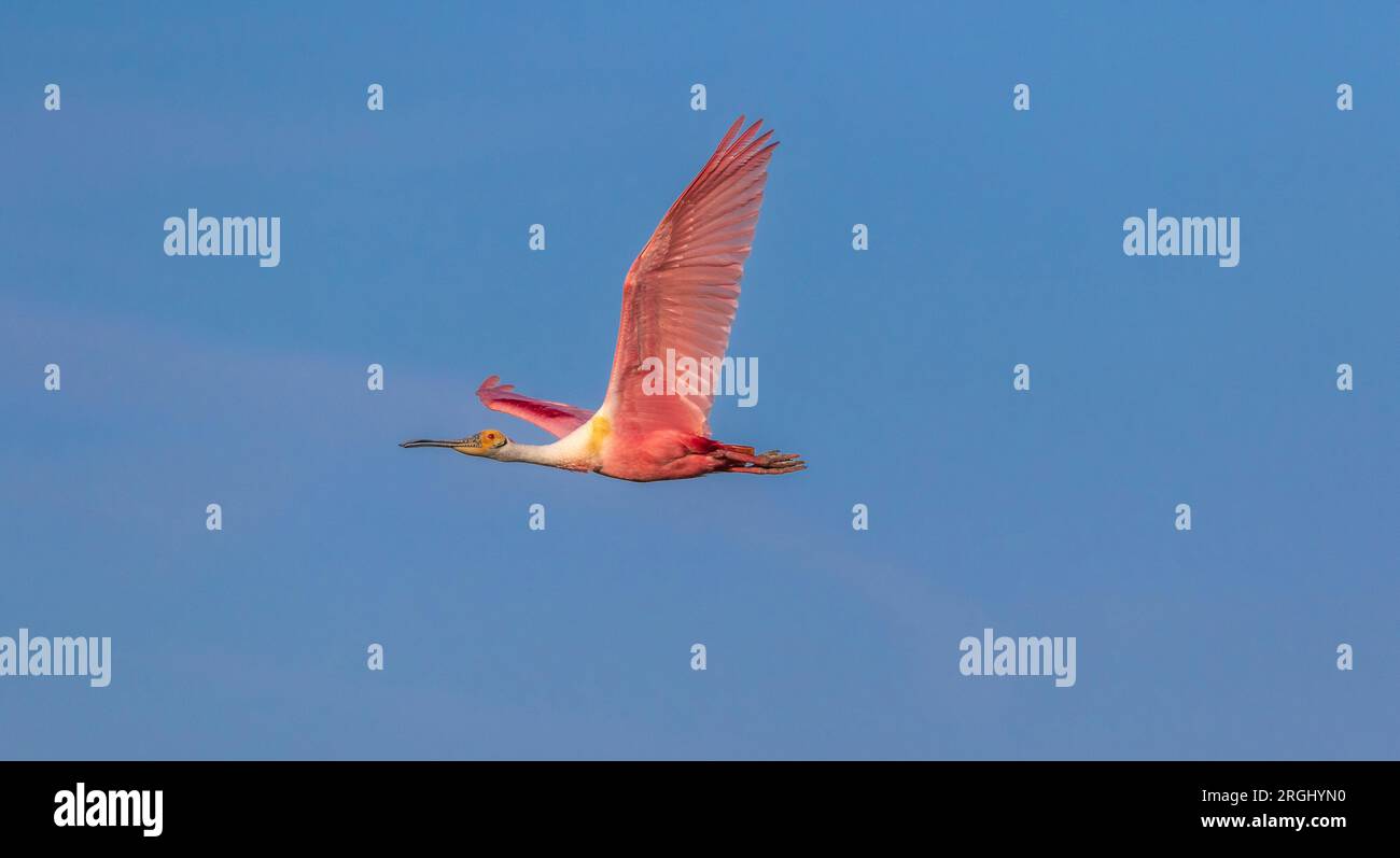 Roseate Spoonbill in volo a Smith Oaks Rookery ad alta Isola, TX. Foto Stock