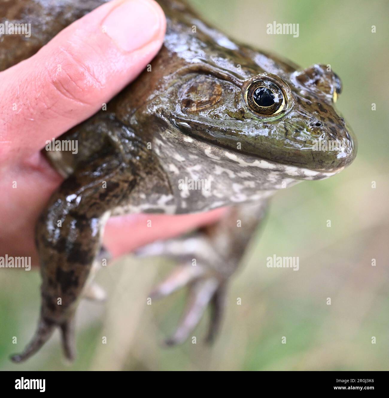 9 agosto 2023, Renania-Palatinato, Hördt: In occasione di una riunione informativa del Struktur- und Genehmigungsdirektion Süd (SGD Süd) sul bullfrog, viene mostrata una bullfrog nordamericana catturata in vita, è una femmina di circa quattro anni. (A dpa: "Le autorità vogliono combattere ulteriormente il bullfrog nordamericano") foto: Uli Deck/dpa Foto Stock