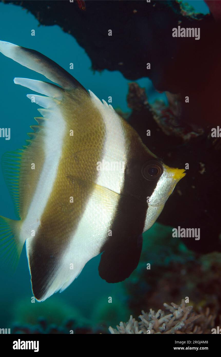 Pennant Bannerfish, Heniochus chrysostomus, sito di immersione Sebayor Point, tra Komodo e le isole Flores, Parco Nazionale di Komodo, Indonesia Foto Stock