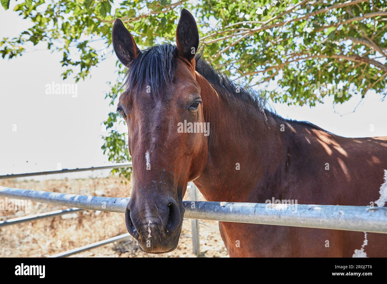 Cavallo nel paddock nella natura vicino agli alberi. Primo piano. Foto Stock