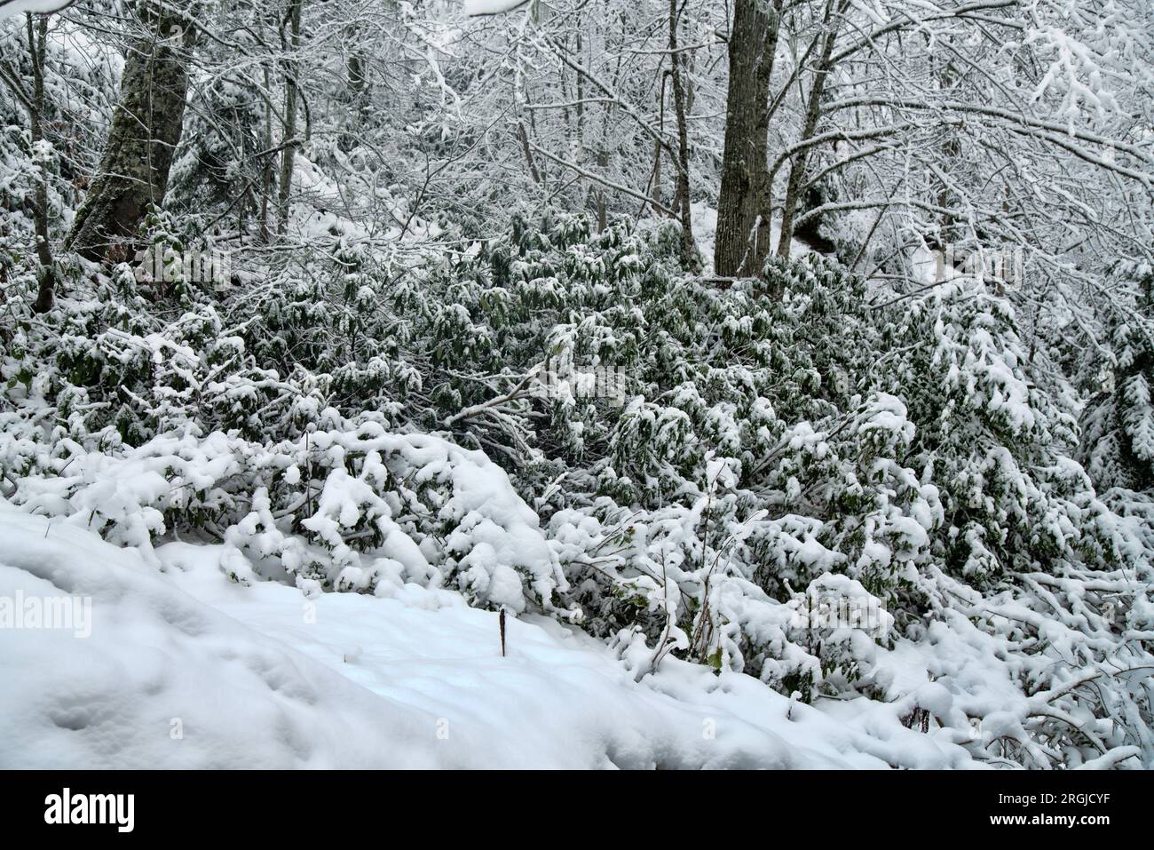 La foresta subtropicale è coperta di neve. Boschi di cornici. Cataclisma meteorologico, fluttuazione climatica Foto Stock