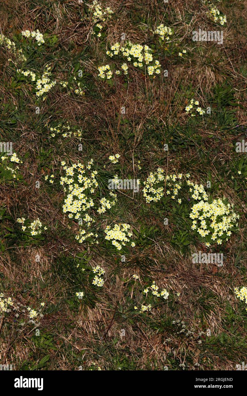 Piante da fiore di PRIMROSE SELVATICHE (Primula vulgaris) che crescono su una collina, Regno Unito. Foto Stock