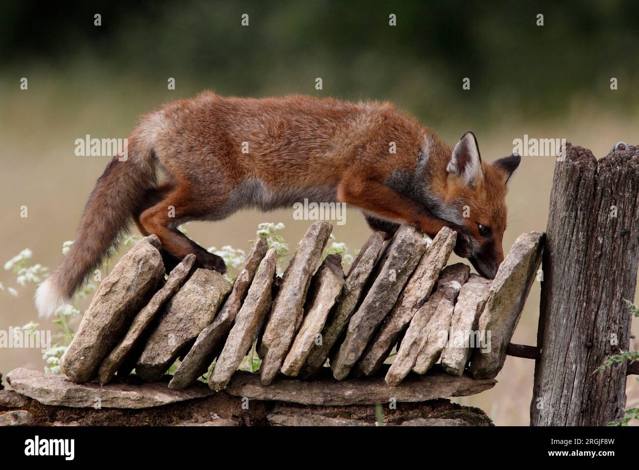 FOX (Vulpes vulpes) Investigating a wall, UK. Foto Stock