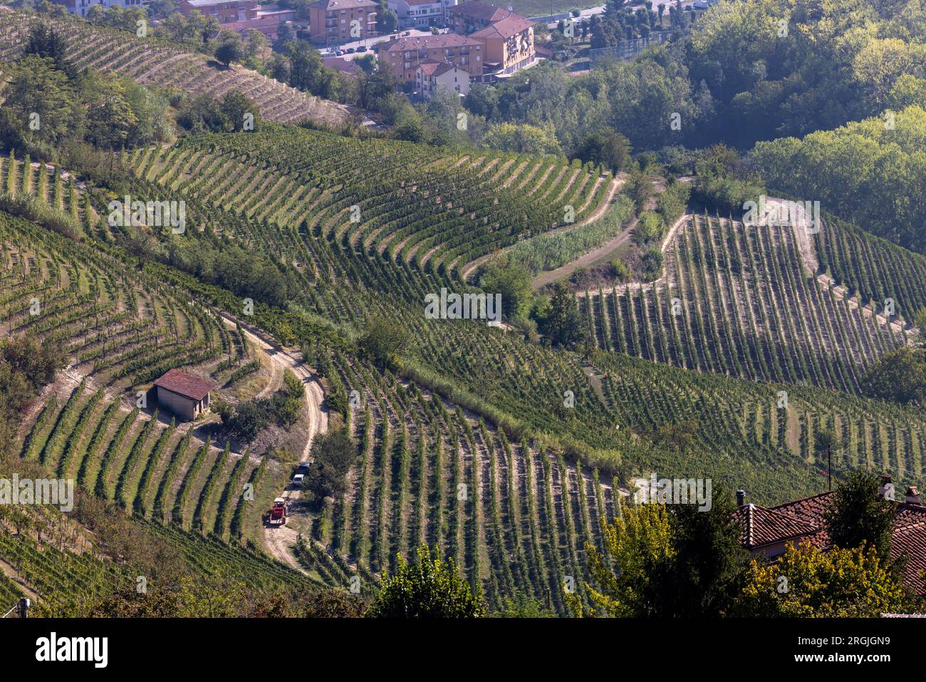 Vista delle colline delle Langhe-Roero e dei vigneti da Diano d'Alba in Piemonte. Italia Foto Stock