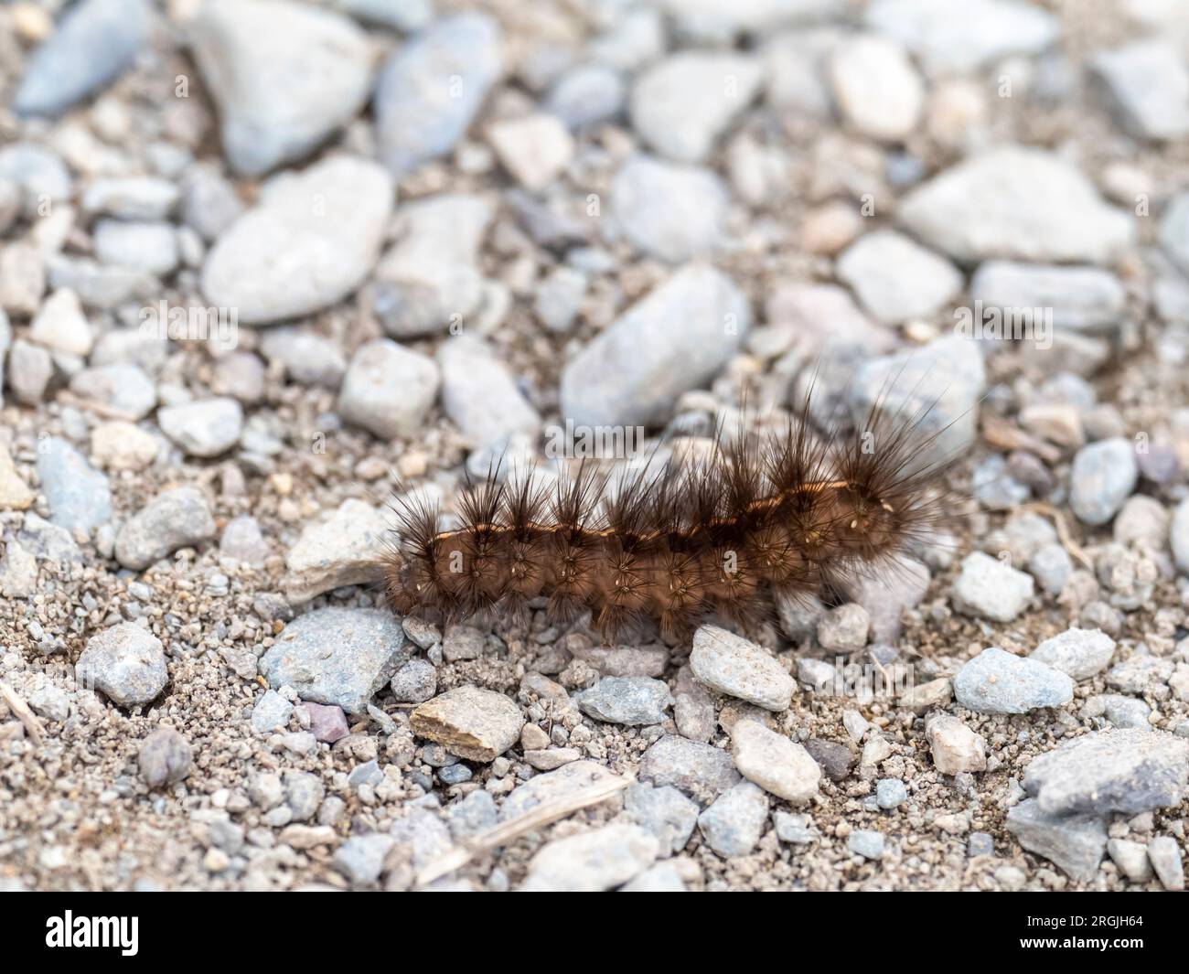 Un bruco peloso ad Ambleside, Lake District, Regno Unito. Foto Stock