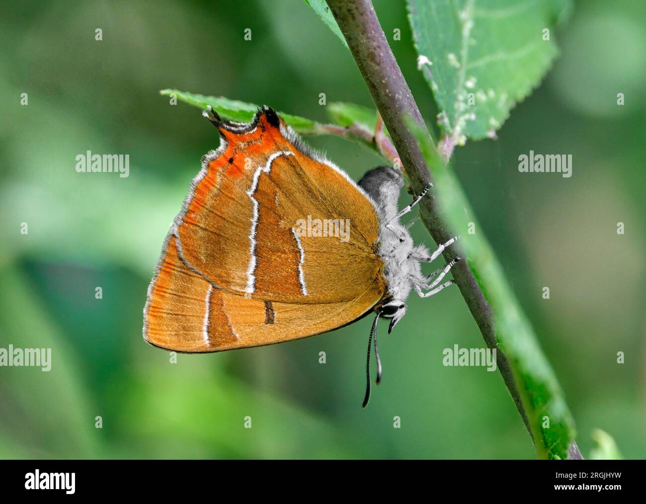 Uovo con striature di capelli marrone deposto sul biancospino. Molesey Heath Nature Reserve, West Molesey, Surrey, Inghilterra. Foto Stock