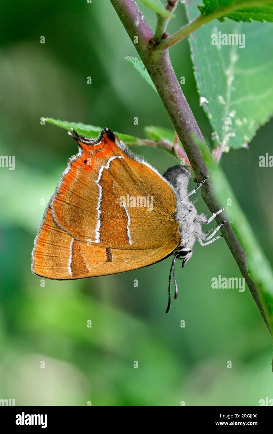 Uovo con striature di capelli marrone deposto sul biancospino. Molesey Heath Nature Reserve, West Molesey, Surrey, Inghilterra. Foto Stock