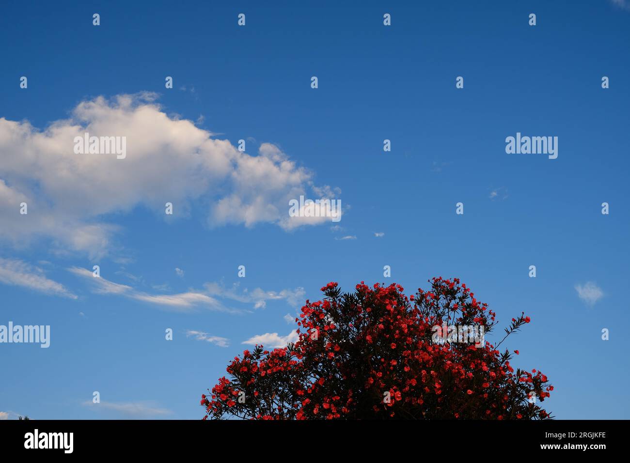 Fiori estivi rossi contro il cielo blu presi a Fukuhama, Fukuoka, Giappone. Foto Stock