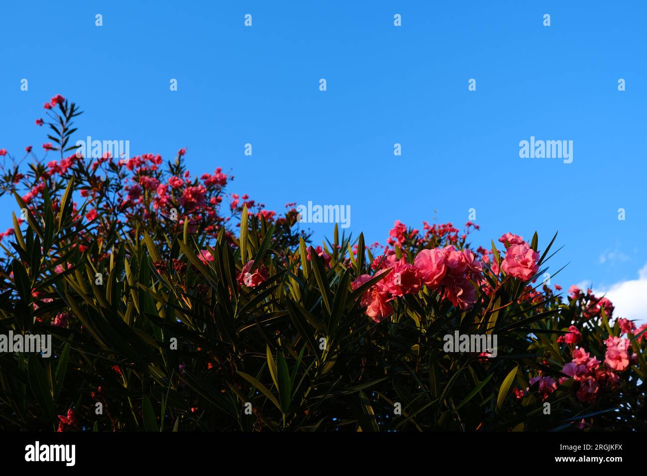 Fiori estivi rossi contro il cielo blu presi a Fukuhama, Fukuoka, Giappone. Foto Stock