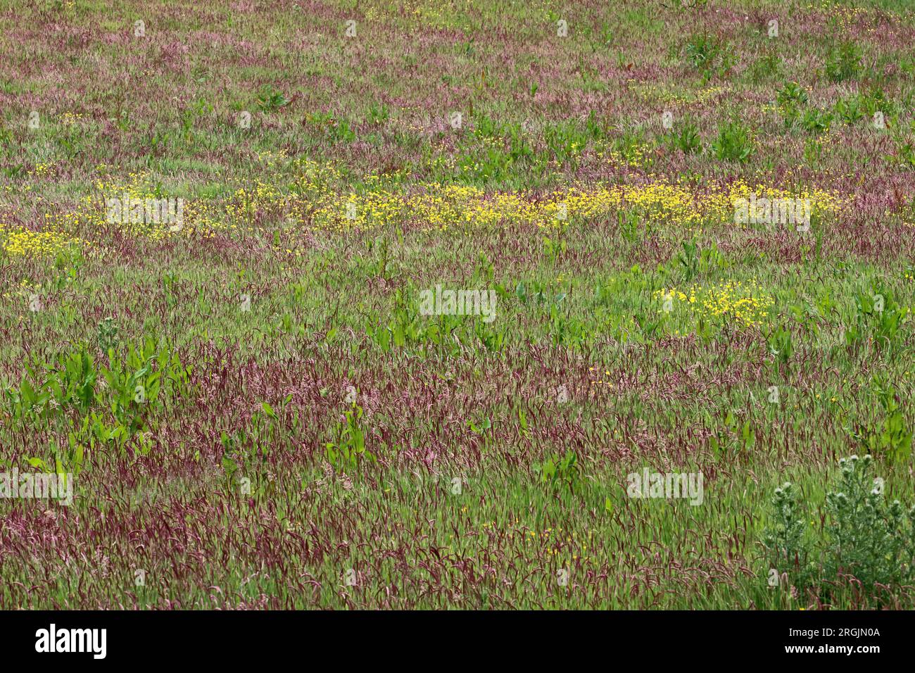 Taglio tradizionale del prato di fieno Foto Stock