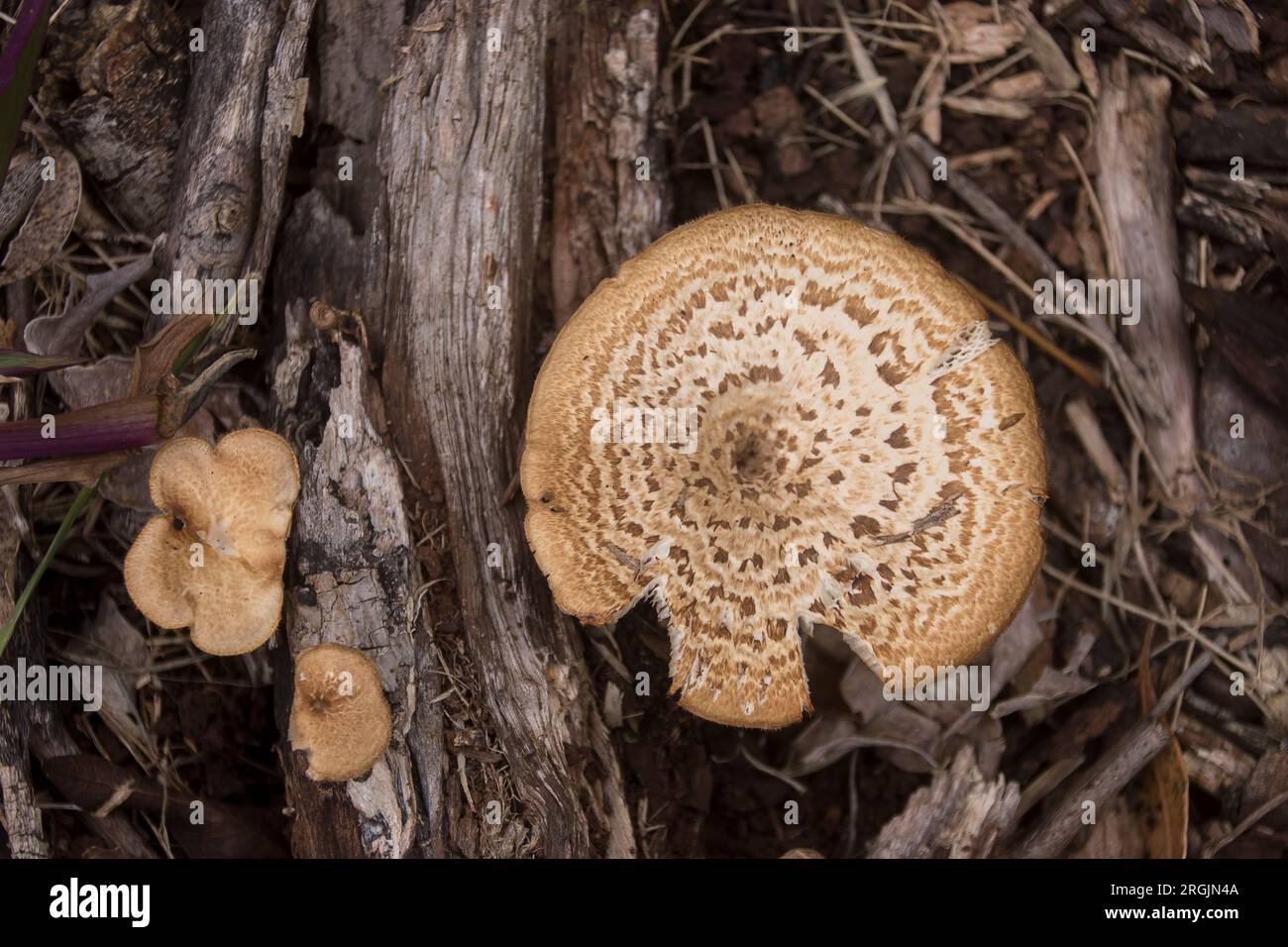 Fungo australiano, polyporus arcularius, che cresce sul ramo caduto della foresta pluviale subtropicale di pianura nel Queensland. Motivo marrone e marrone. Foto Stock