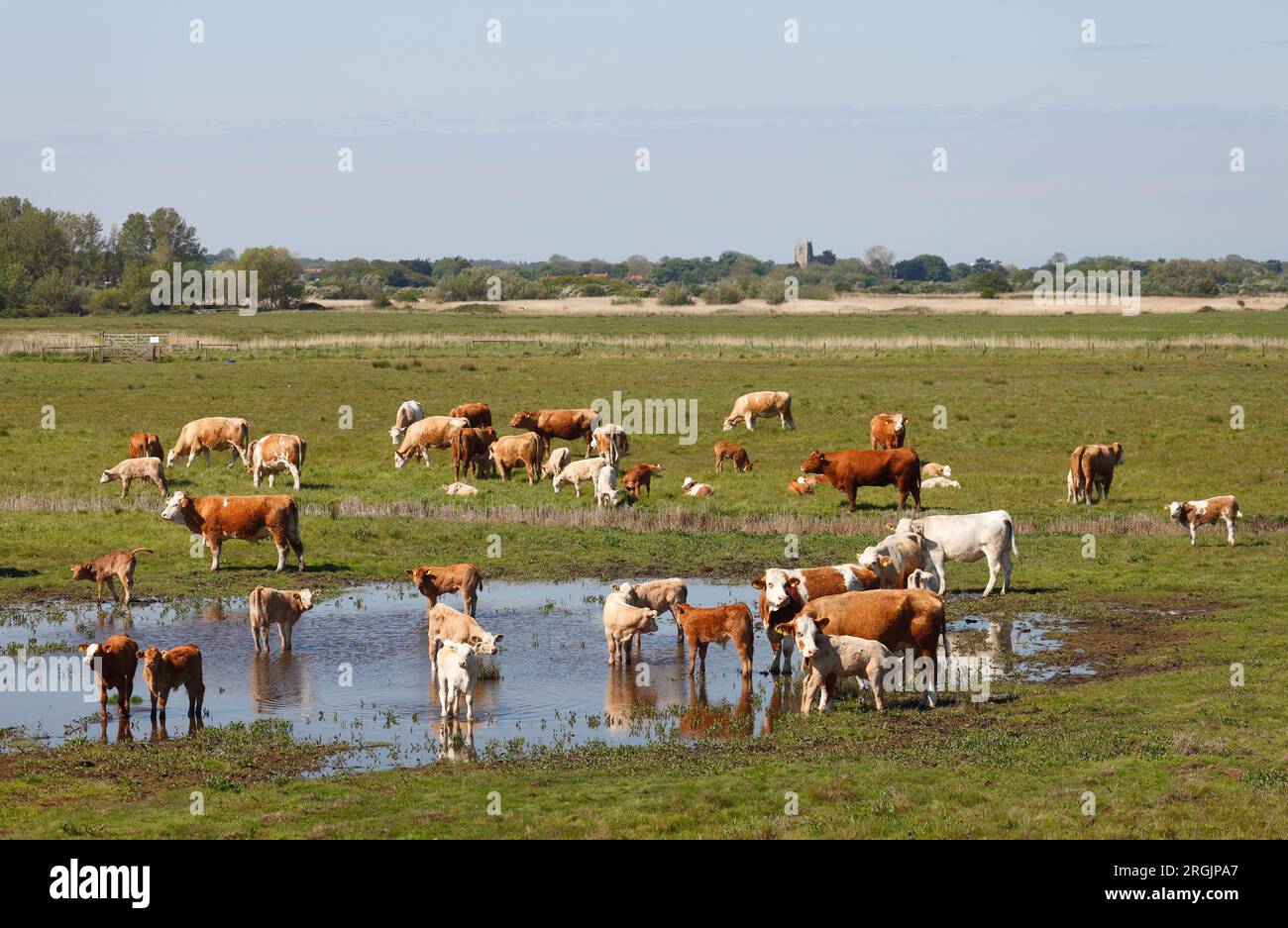 Bestiame che pascolava sulle paludi della costa del Norfolk a Thornham. Foto Stock