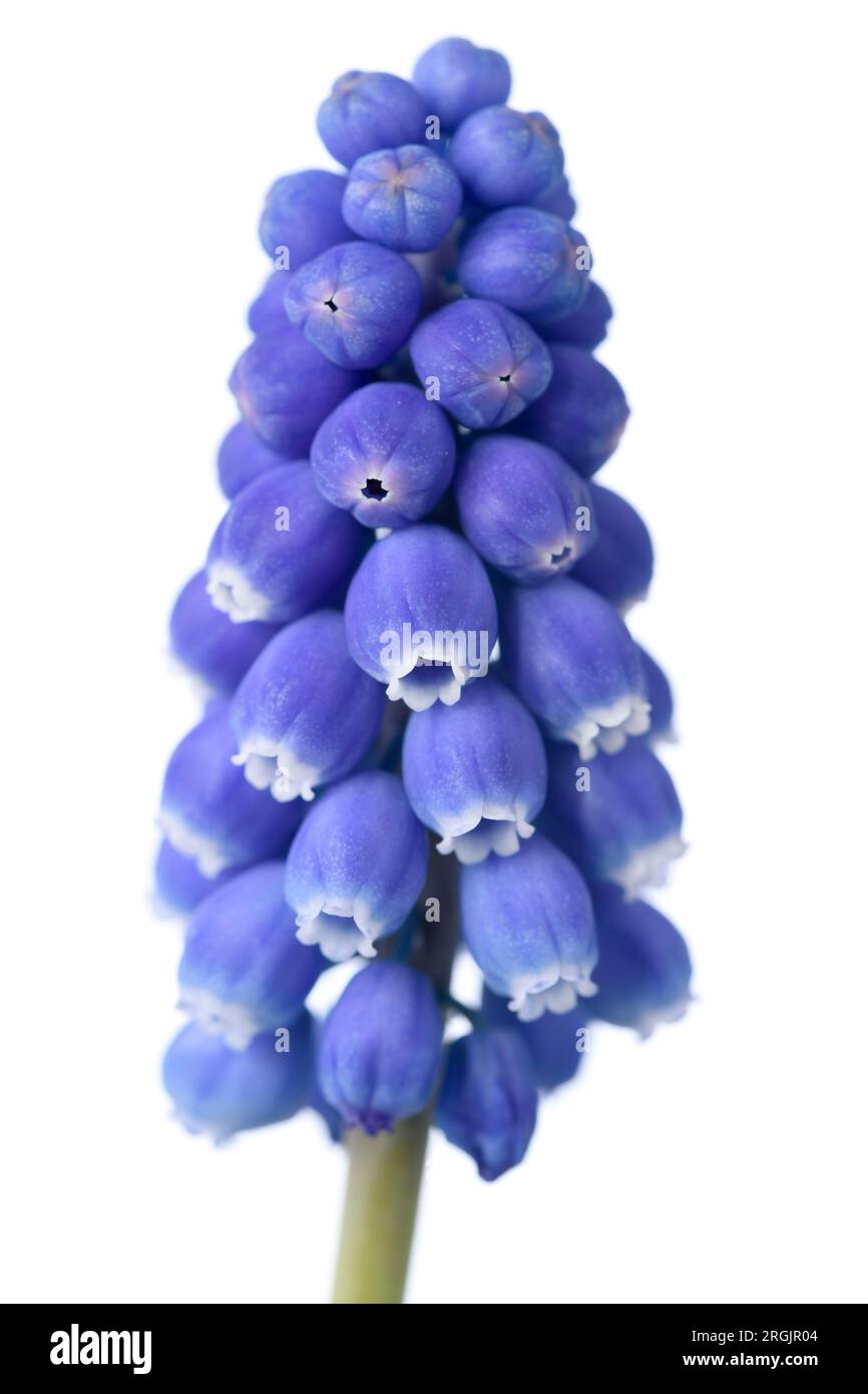 Giacinto d'uva Muscari marzo Foto Stock