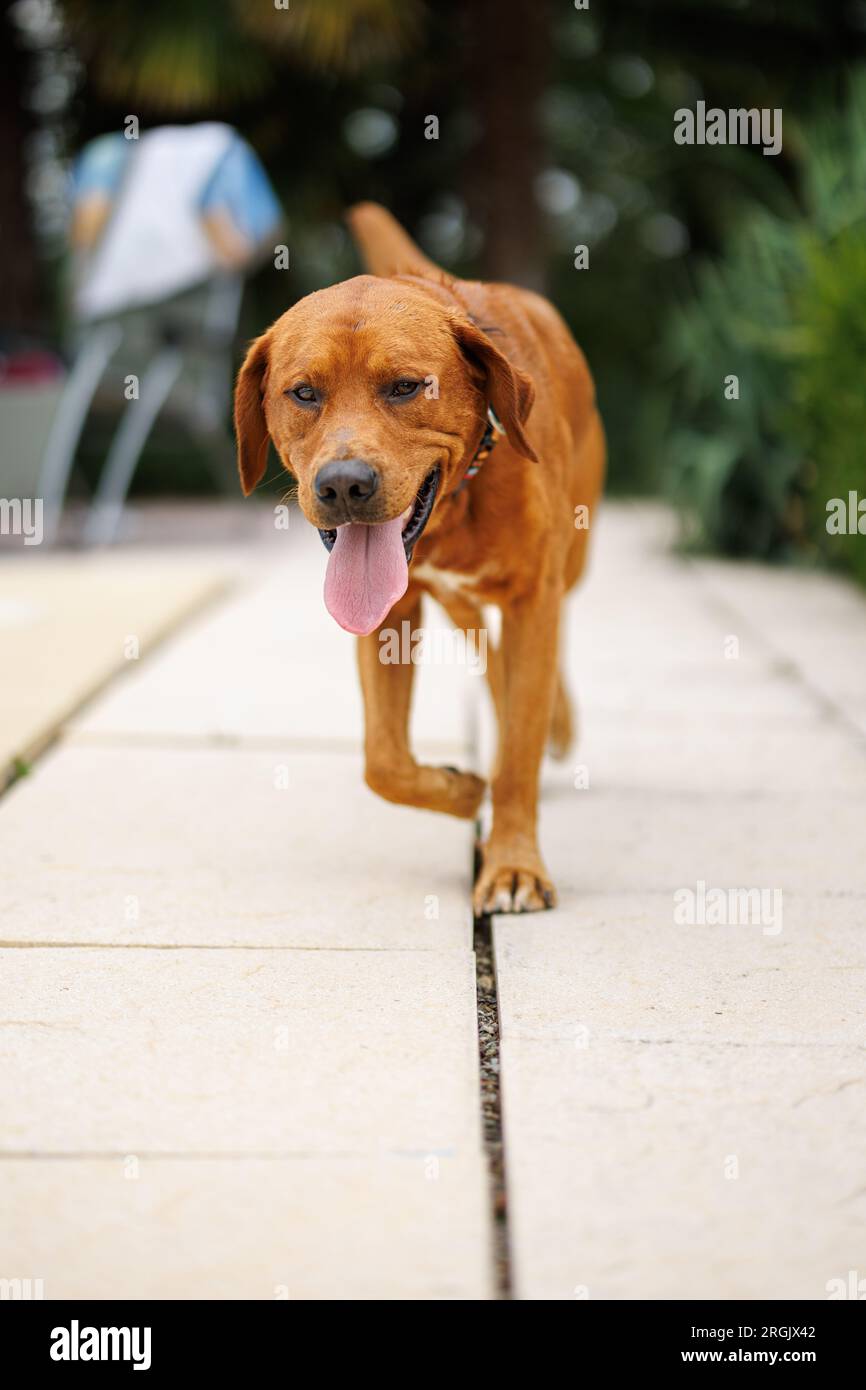 Ritratto di un cane bruno labrador retriever nel giardino a bassa profondità di campo in Piemonte Foto Stock