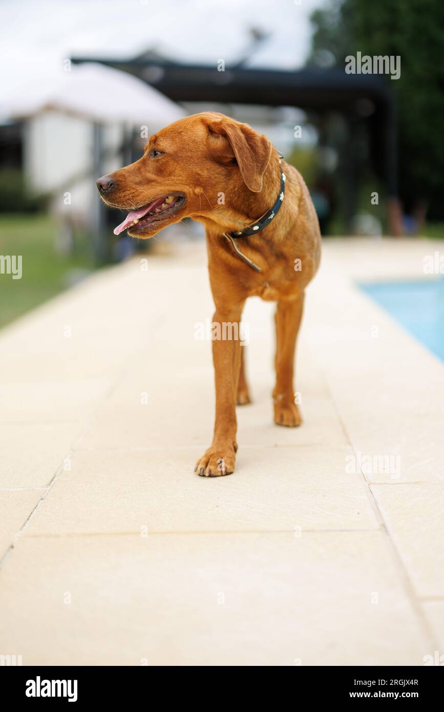 Ritratto di un cane bruno labrador retriever nel giardino a bassa profondità di campo in Piemonte Foto Stock