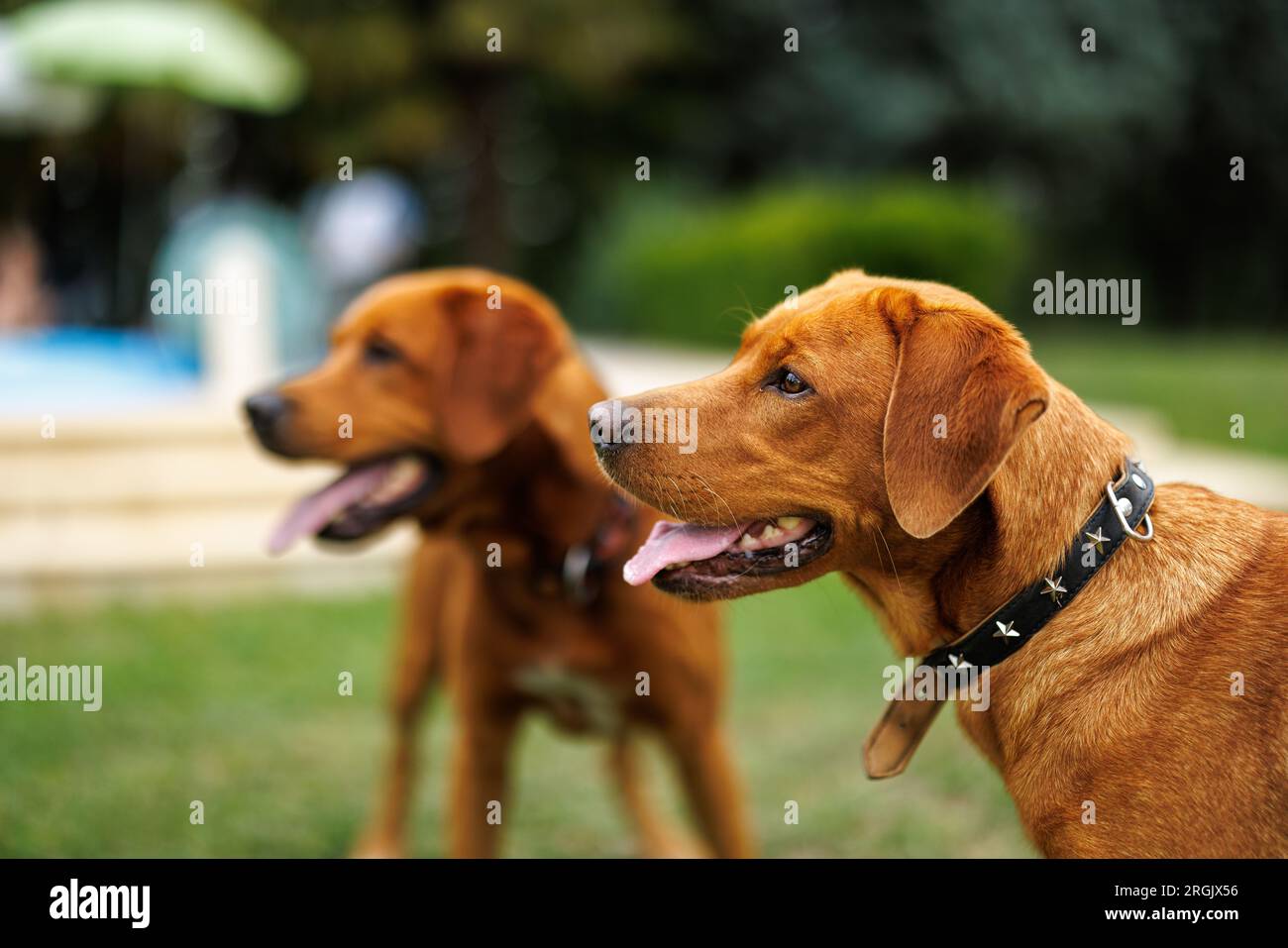 Due cani bruni labrador retriever nel giardino in bassa profondità di campo in Piemonte Foto Stock