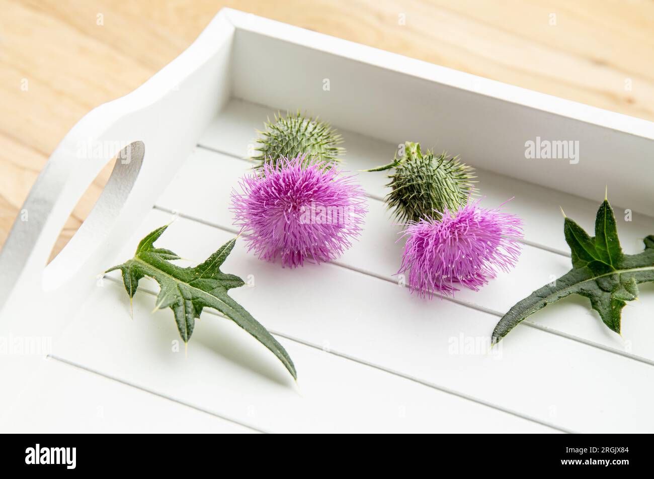 Onopordum acanthium, cardo di cotone, fiori di cardo scozzese o scozzese su vassoio bianco in cucina casalinga. Concetto di erboristeria. Foto Stock