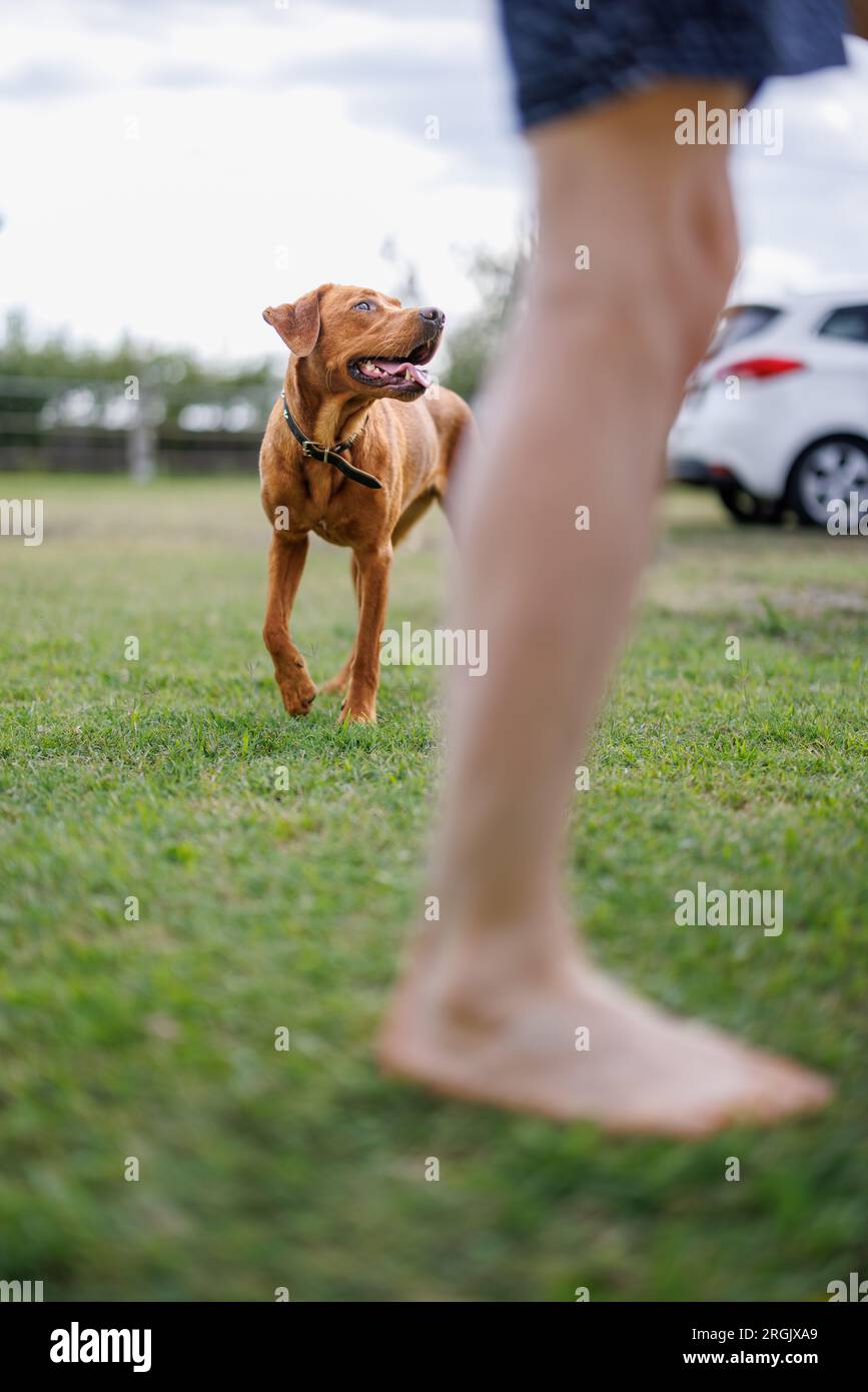 Ritratto di un cane bruno labrador retriever nel giardino a bassa profondità di campo in Piemonte Foto Stock