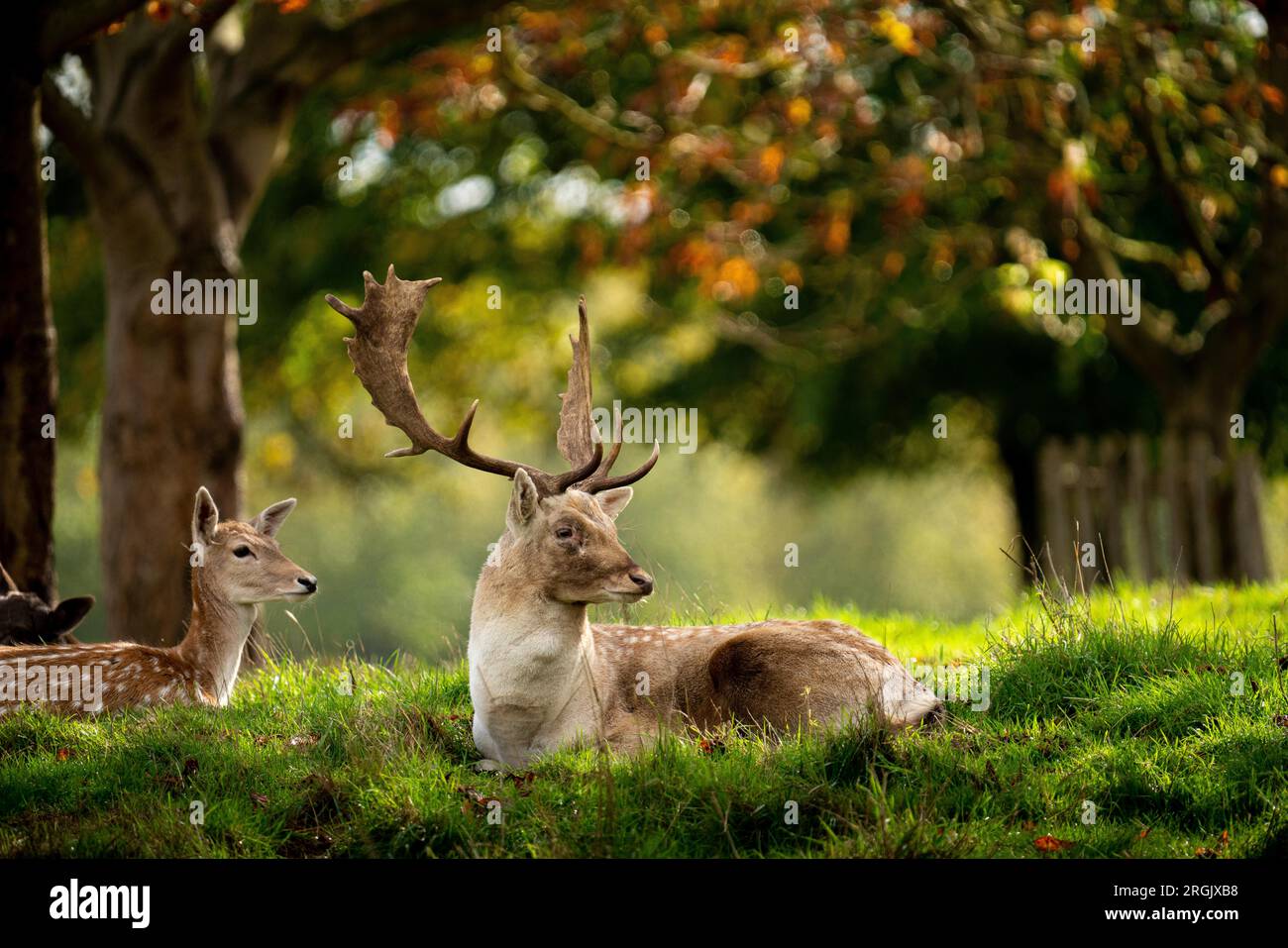 Cervo Stag Roe seduto nell'erba sotto gli alberi autunnali a Bushey Park Regno Unito Foto Stock