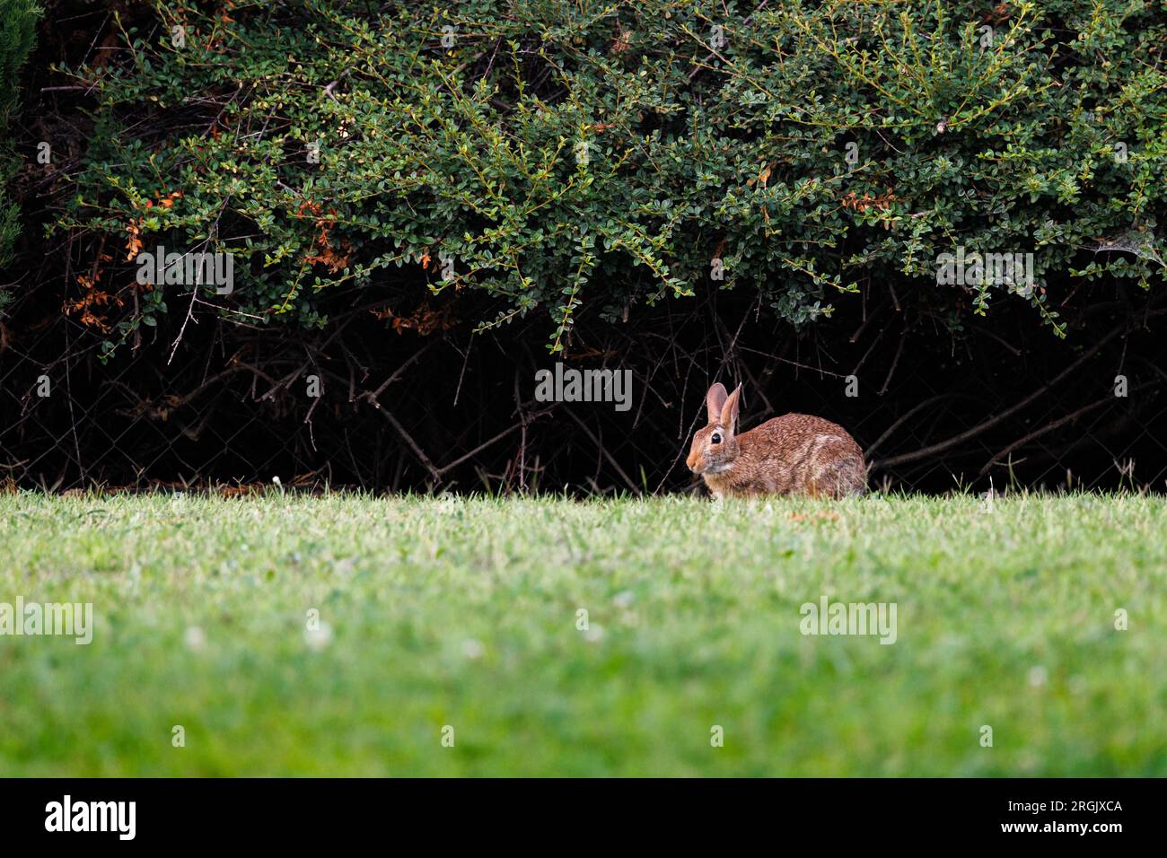 Coniglio del vecchio mondo (Oryctolagus cuniculus) in erba in Piemonte Foto Stock