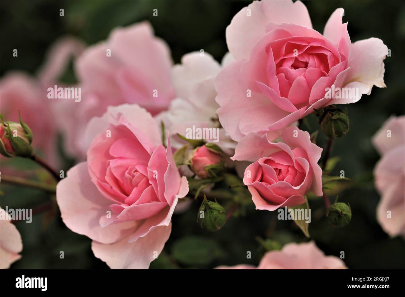 Bonica 82, Rosa, rosa Foto Stock