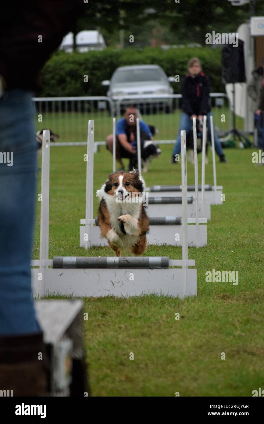 Cane da pecora australiano marrone e bianco nella gara di flyball Foto Stock