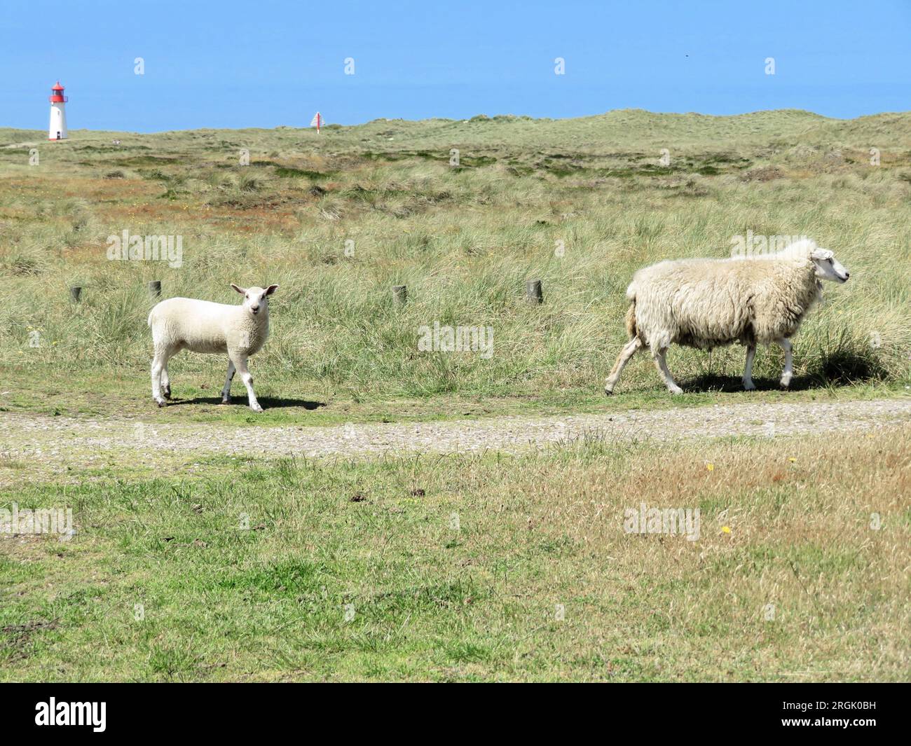 Una pecora madre e una giovane pecora attraversano il sentiero sull'isola Sylt Germania - sullo sfondo un faro Foto Stock