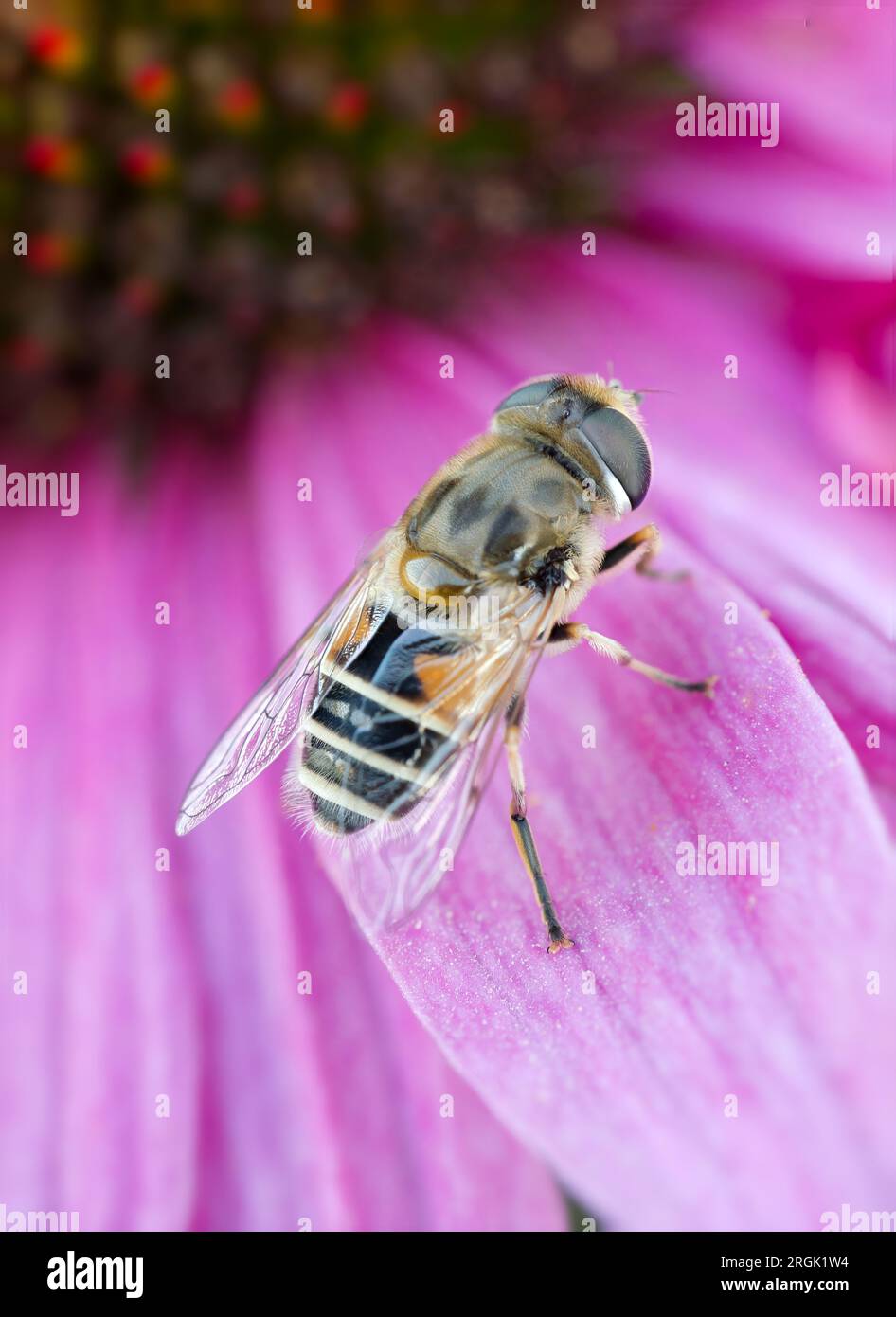 La mosca comune dei droni che si riposa su un petalo di fiori rosa. Foto Stock