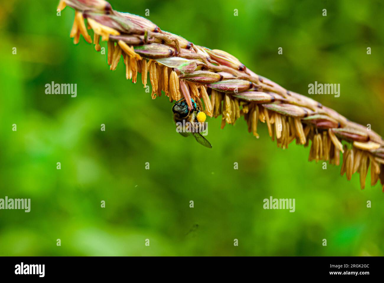 Nel cuore di Arusha, Tanzania, si svolge una danza accattivante tra i campi dorati di una fattoria di mais. L'aria è riempita dal leggero ronzio delle api, Foto Stock