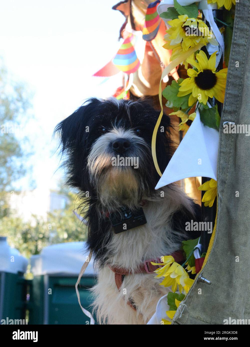 Il cane bianco e nero Shaggy guarda oltre i girasoli e i nastri Foto Stock