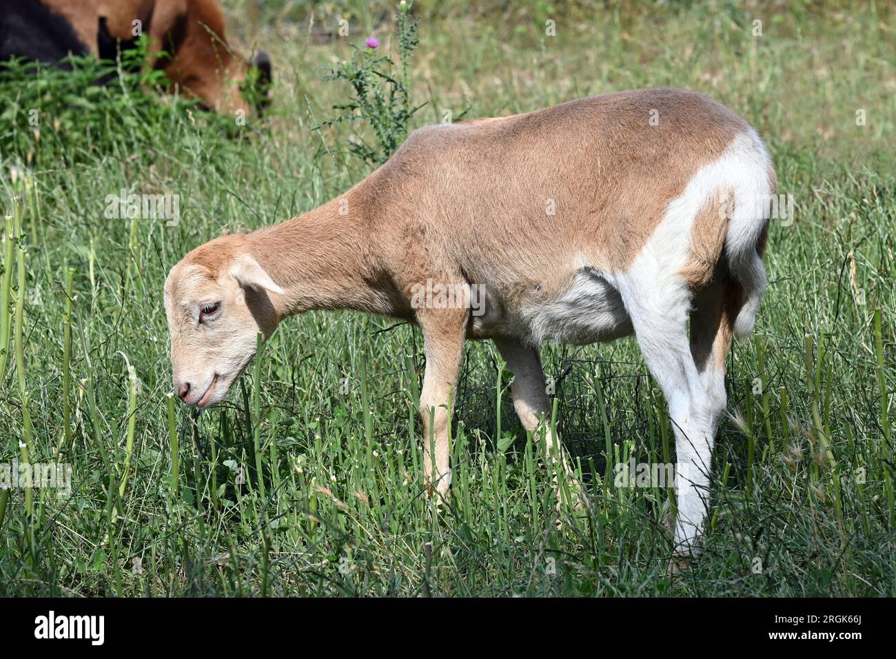 Pecore di capelli castani senza lana che pascolano sull'erba Foto Stock