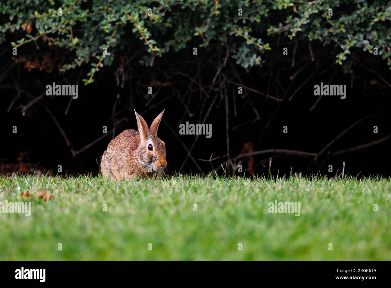 Coniglio del vecchio mondo (Oryctolagus cuniculus) in erba in Piemonte Foto Stock