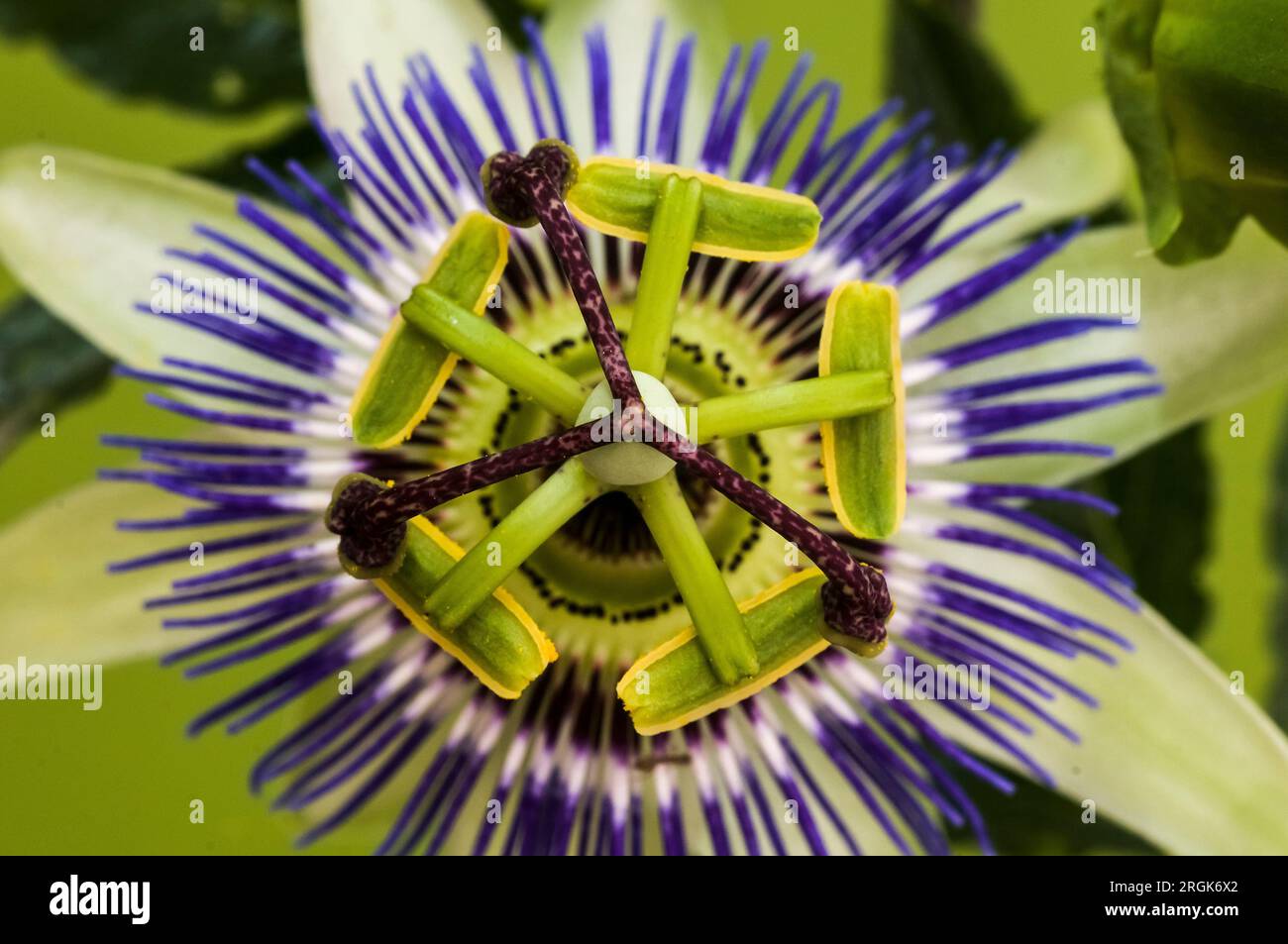 Blue Passionflower, provincia di la Pampa, Patagonia, Argentina. Foto Stock