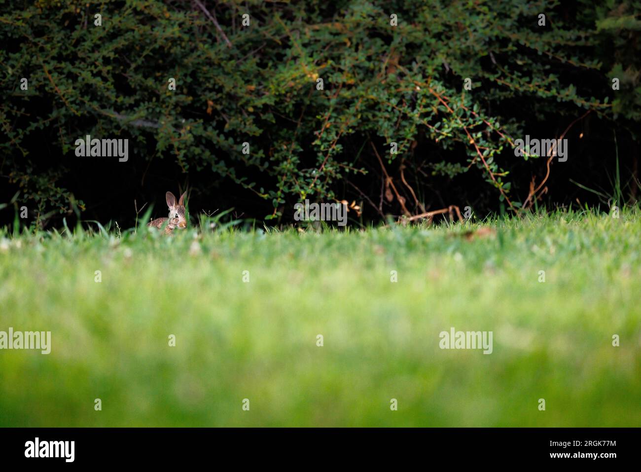 Piccolo coniglio del Vecchio mondo (Oryctolagus cuniculus) in erba in Piemonte Foto Stock