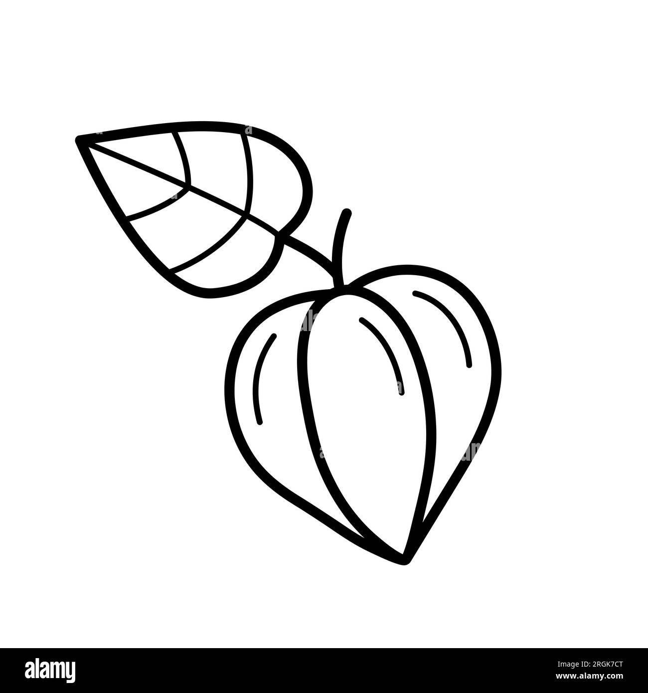 Fiore di Fisalis chiuso. Elemento botanico autunnale. Disegnare lo stile di scarabocchio. Illustrazione vettoriale isolata su sfondo bianco. Illustrazione Vettoriale