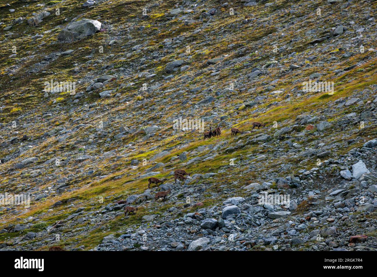 Una mandria di stambecchi in Val d'Anniviers, Vallese Foto Stock