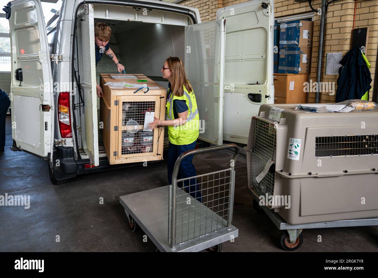 Un nuovo cane in arrivo viene scaricato presso l'Heathrow Animal Reception Centre. Ogni anno circa 14.000 cani e gatti, 400 cavalli, 100.000 rettili, 1.000 uccelli e 28 milioni di pesci vengono importati attraverso l'aeroporto di Heathrow a Londra. Data foto: Giovedì 10 agosto 2023. Foto Stock