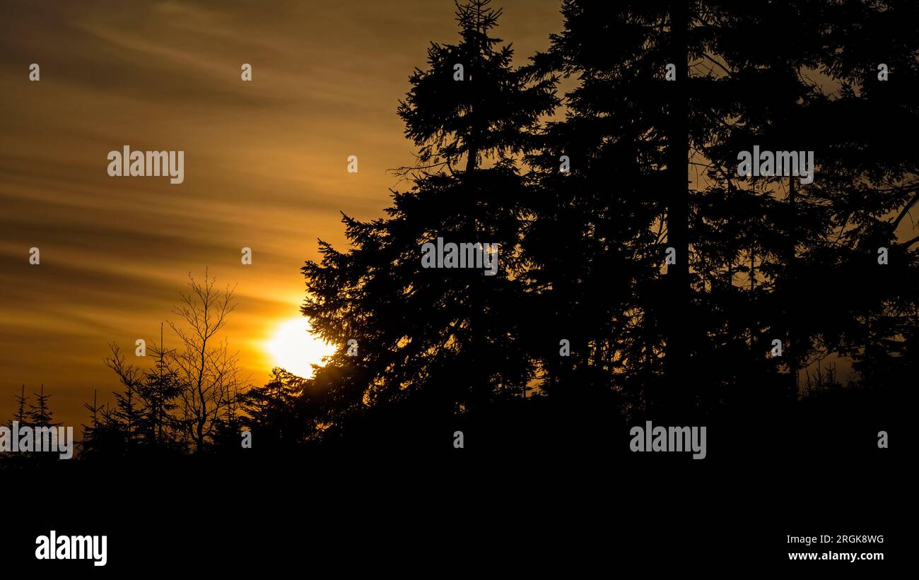 Un albero si forma sullo sfondo del tramonto. Layout orizzontale. Foto Stock