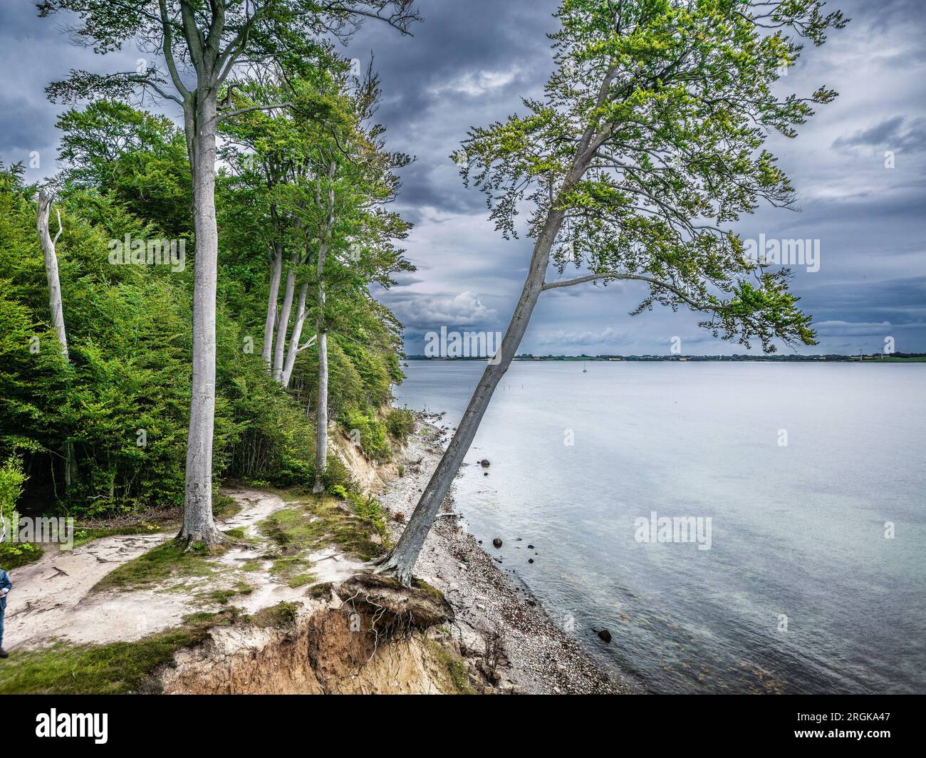 Iconico albero cadente sulle pendici di Gendarmstien in Danimarca Foto Stock